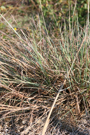 Schizachyrium sanguineum