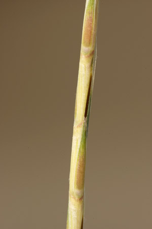 Schizachyrium sanguineum