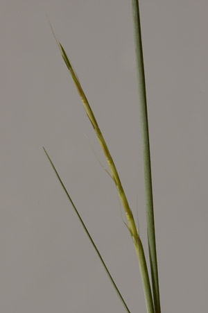 Schizachyrium sanguineum