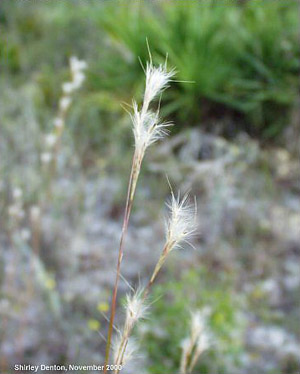 Schizachyrium scoparium