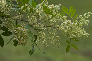 Schinus terebinthifolius