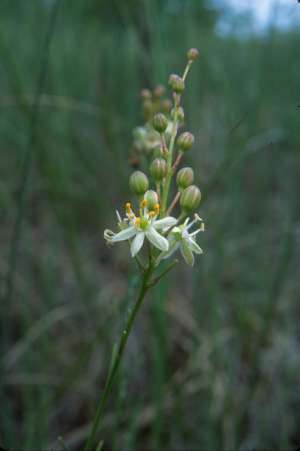 Schoenolirion albiflorum