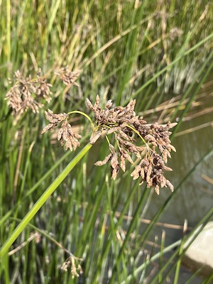 Schoenoplectus californicus