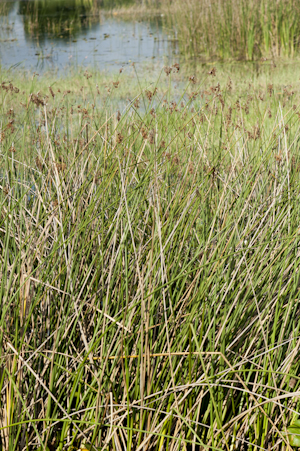 Schoenoplectus californicus