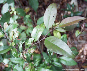 Schoepfia schreberi