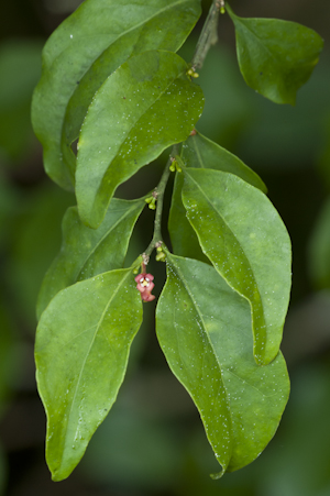 Schoepfia schreberi