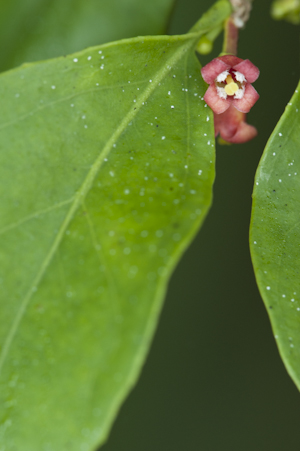 Schoepfia schreberi