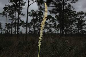 Schoenocaulon dubium