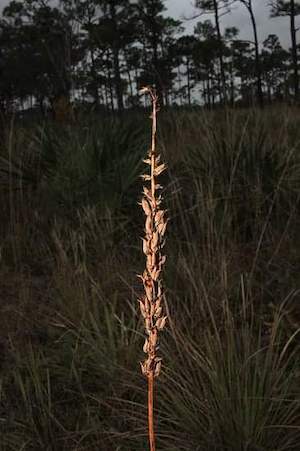 Schoenocaulon dubium