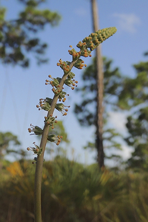 Schoenocaulon dubium