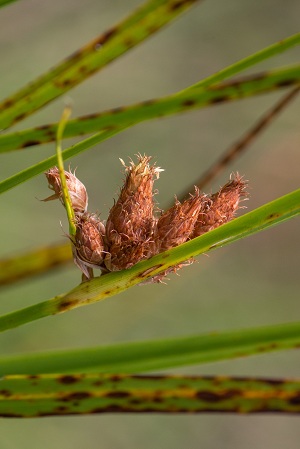 Schoenoplectus robustus