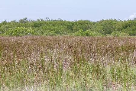 Schoenoplectus robustus