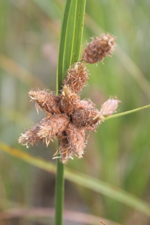 Schoenoplectus robustus