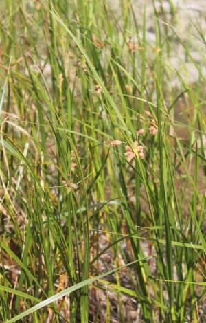 Schoenoplectus robustus