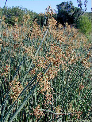 Schoenoplectus tabernaemontani