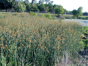 Schoenoplectus tabernaemontani