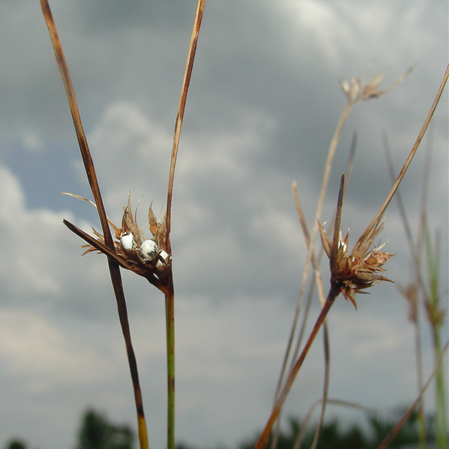 Scleria ciliata