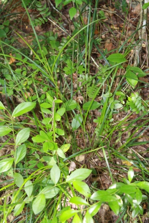 Scleria lithosperma