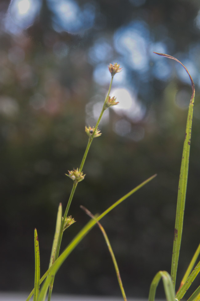 Scleria verticillata