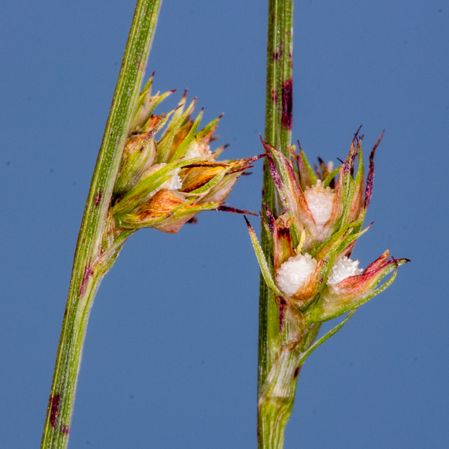 Scleria verticillata