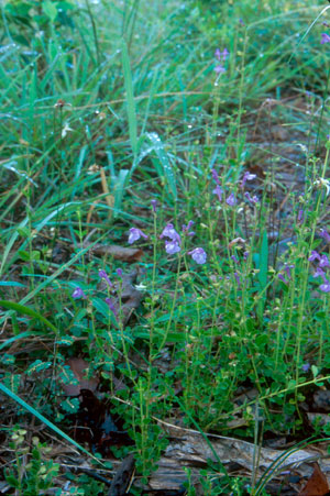 Scutellaria havanensis