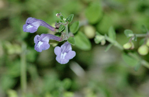 Scutellaria havanensis