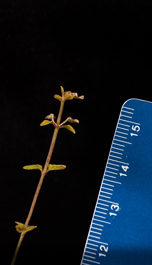 Scutellaria havanensis