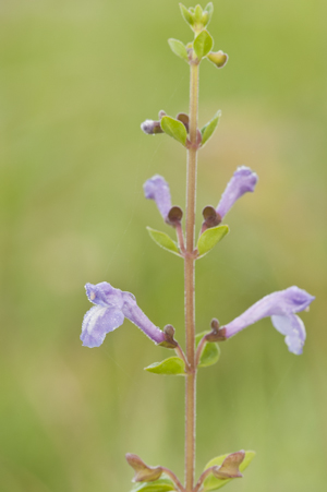 Scutellaria havanensis