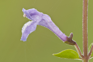 Scutellaria havanensis