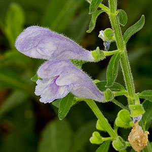 Scutellaria integrifolia