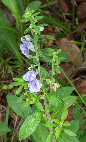 Scutellaria integrifolia