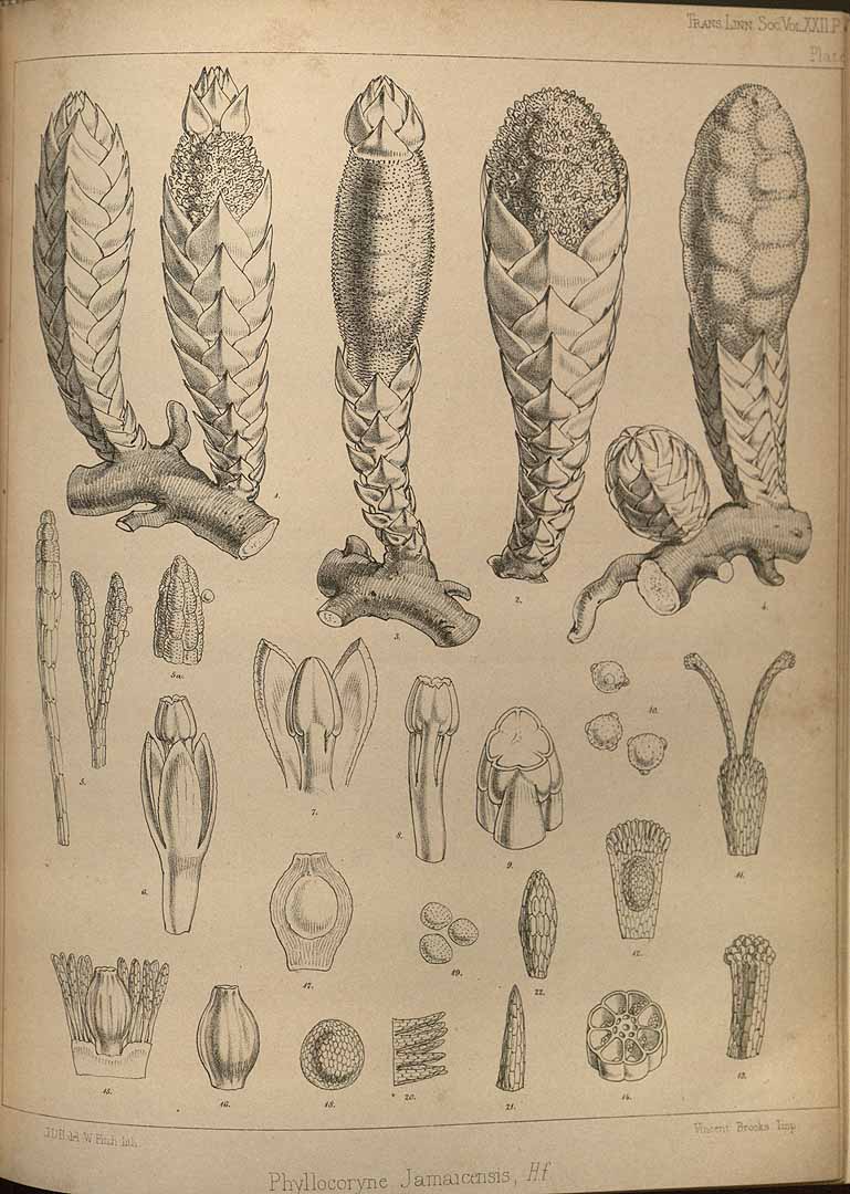 Scybalium jamaicense