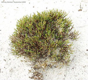 Selaginella arenicola