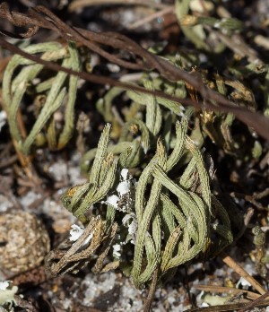 Selaginella arenicola