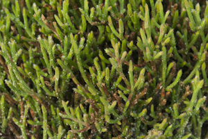 Selaginella arenicola