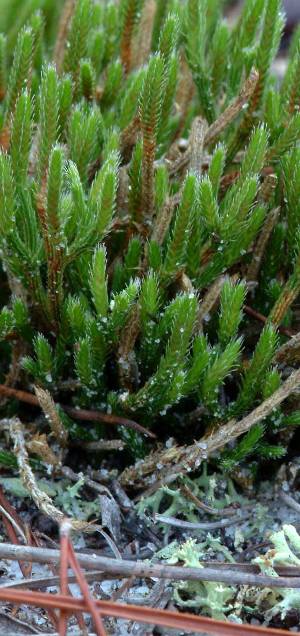 Selaginella arenicola