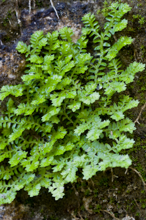 Selaginella eatonii