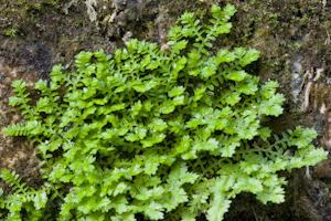 Selaginella eatonii