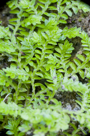 Selaginella eatonii