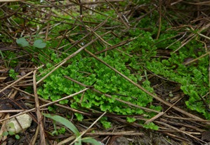 Selaginella eatonii