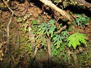 Selaginella uncinata