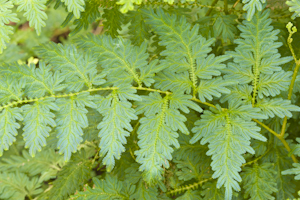 Selaginella willdenowii