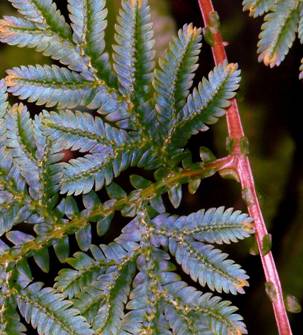 Selaginella willdenowii