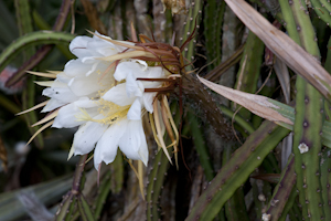 Selenicereus pteranthus