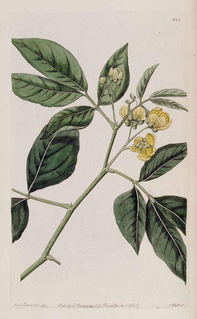 Senna bacillaris