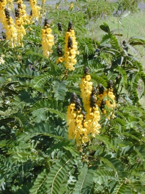 Senna didymobotrya