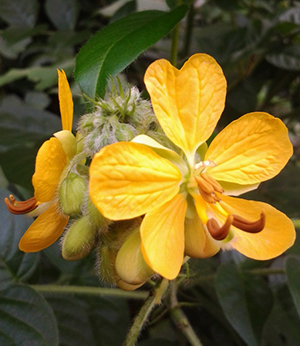 Senna hirsuta