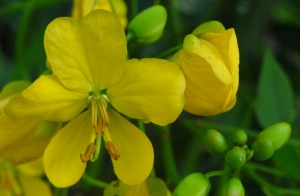 Senna ligustrina