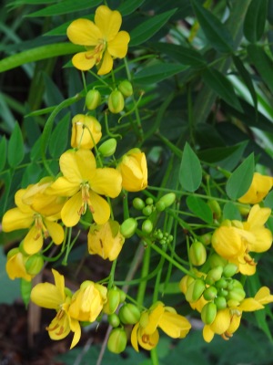 Senna ligustrina