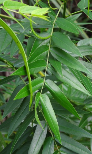 Senna ligustrina